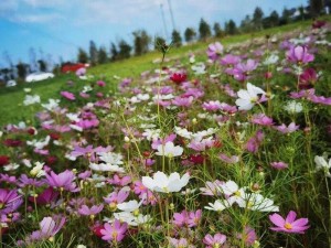 野花日本视频高清 8——体验不一样的视觉盛宴