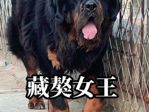 被藏獒c了两小时尿了_：被藏獒强了两小时，我尿了