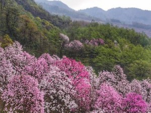 野花日本免费视频中文，宅男的天堂