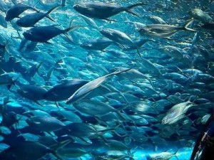 畅快淋漓的深海水族馆，给你前所未有的视觉体验