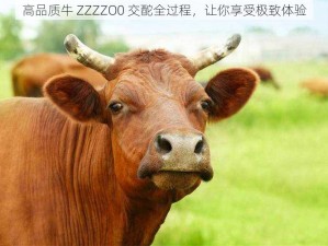 高品质牛 ZZZZO0 交酡全过程，让你享受极致体验