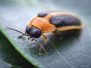 热带雨林的虫子尺寸揭秘：从微观到宏观的惊人观察