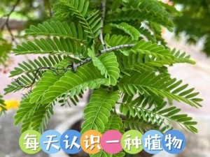 含羞草成年实验所：专业研究植物性成熟过程