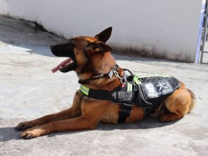 张警犬 9 分 8 秒头撞玻璃，防咬头套全新上市，保护警犬安全