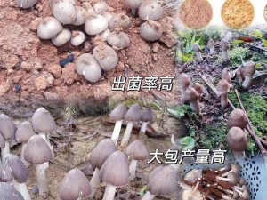 蘑菇免费版安装包——轻松安装，免费使用