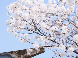 樱花视频成人免费，海量视频资源，无广告骚扰，畅享高清画质