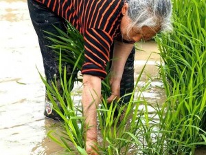 夫妻插秧100种方法图片大全_夫妻插秧的 100 种方法及其实操步骤