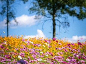 日本野花高清在线观看：畅享视觉盛宴