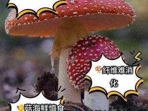 蘑菇吃瓜爆料网站、蘑菇吃瓜爆料网站，独家猛料大揭秘