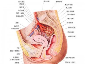 女性与动性ⅩXXXX免费 女性与动性ⅩXXXX 免费：探索女性身体的奥秘