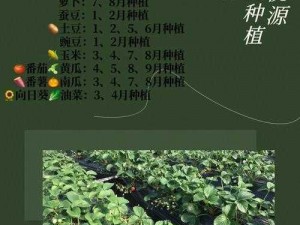 江湖悠悠田园种植攻略：田地食材浇水时间表分享，打造丰收秘诀