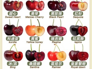 樱桃cherry官网;樱桃 cherry 官网是做什么的？