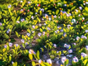 芳草迷离隐露珠，太美了