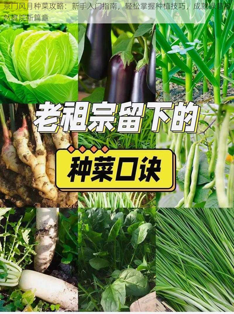 京门风月种菜攻略：新手入门指南，轻松掌握种植技巧，成就绿意盎然庭院新篇章