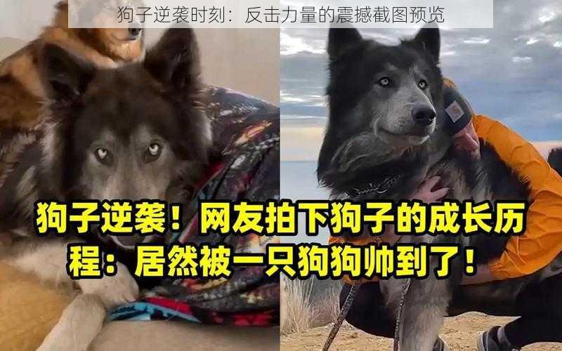 狗子逆袭时刻：反击力量的震撼截图预览