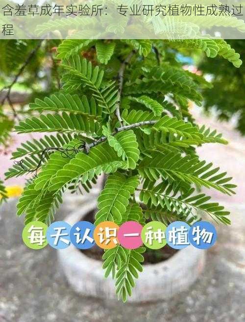 含羞草成年实验所：专业研究植物性成熟过程