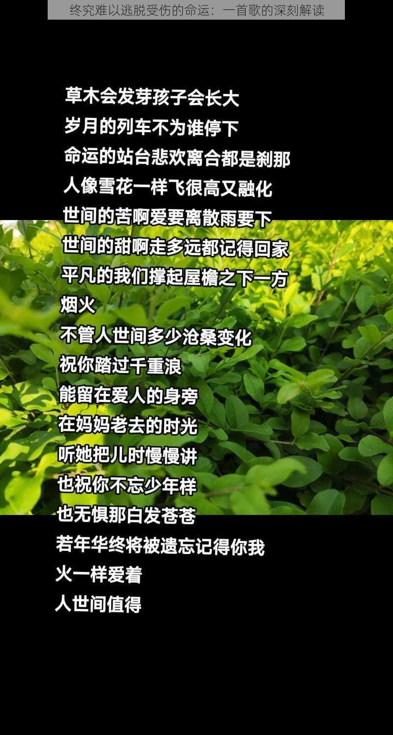 终究难以逃脱受伤的命运：一首歌的深刻解读