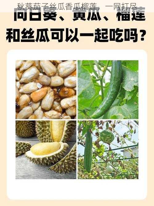 秋葵茄子丝瓜香瓜榴莲，一网打尽