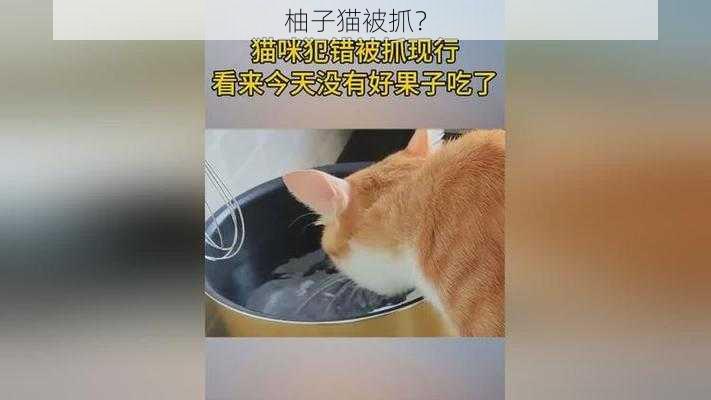 柚子猫被抓？