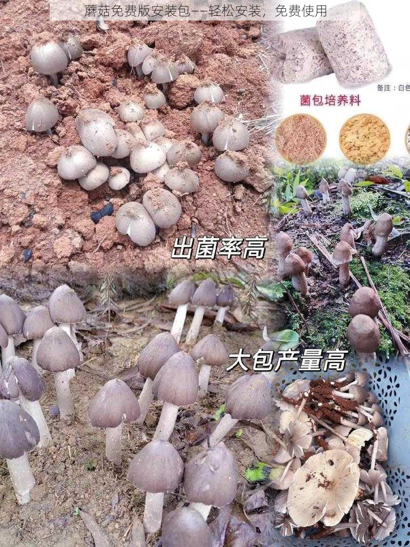 蘑菇免费版安装包——轻松安装，免费使用