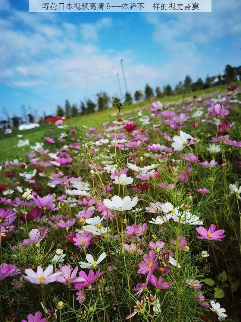 野花日本视频高清 8——体验不一样的视觉盛宴