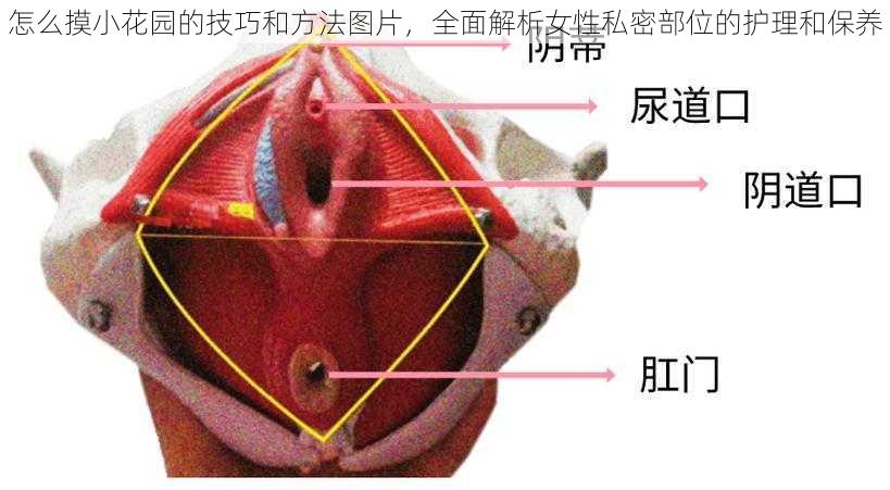 怎么摸小花园的技巧和方法图片，全面解析女性私密部位的护理和保养