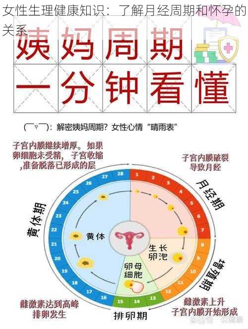 女性生理健康知识：了解月经周期和怀孕的关系