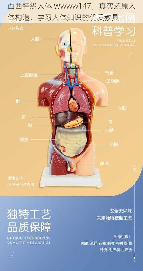 西西特级人体 Wwww147，真实还原人体构造，学习人体知识的优质教具