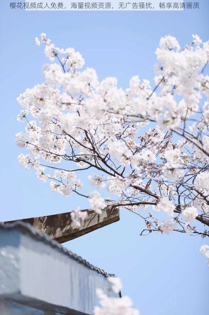 樱花视频成人免费，海量视频资源，无广告骚扰，畅享高清画质