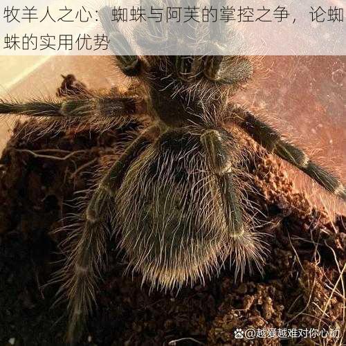 牧羊人之心：蜘蛛与阿芙的掌控之争，论蜘蛛的实用优势