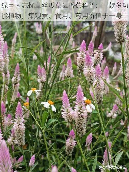 绿巨人忘忧草丝瓜草莓香蕉科普：一款多功能植物，集观赏、食用、药用价值于一身