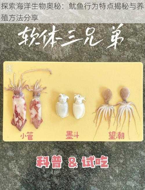 探索海洋生物奥秘：鱿鱼行为特点揭秘与养殖方法分享