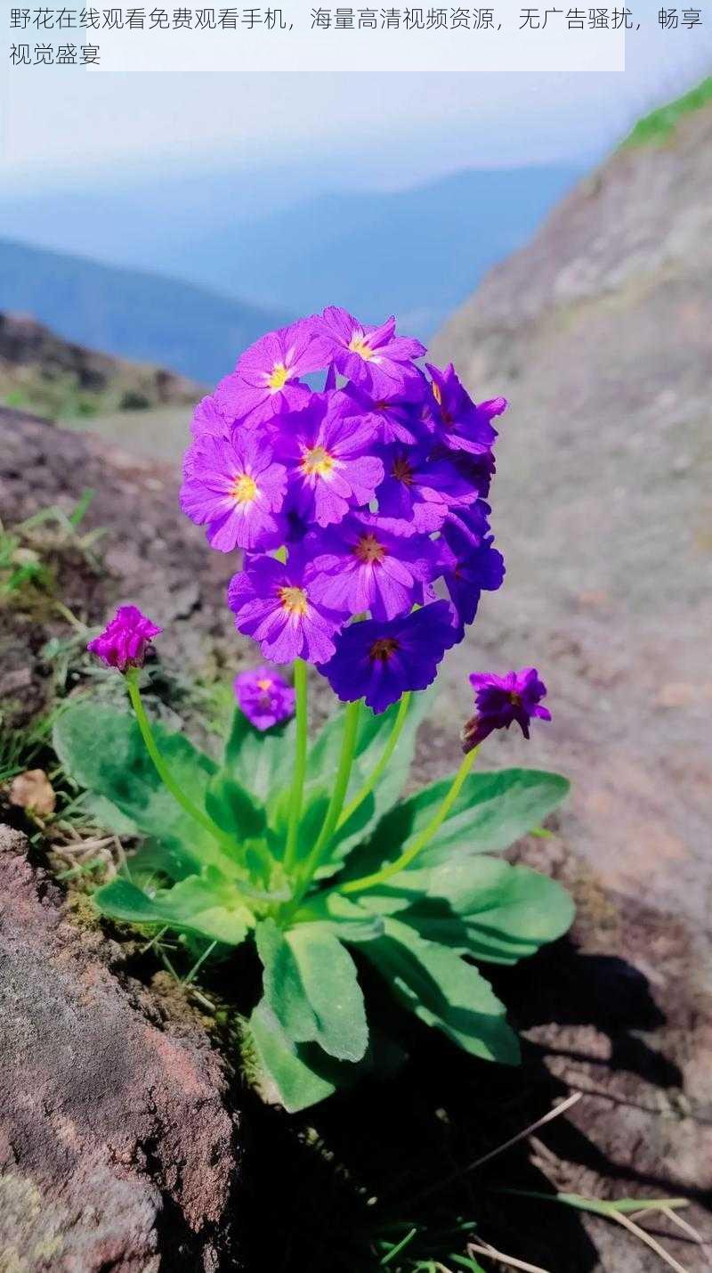 野花在线观看免费观看手机，海量高清视频资源，无广告骚扰，畅享视觉盛宴