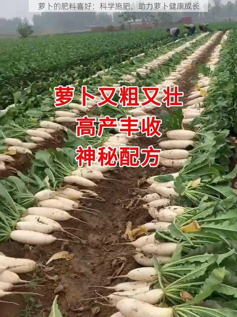 萝卜的肥料喜好：科学施肥，助力萝卜健康成长