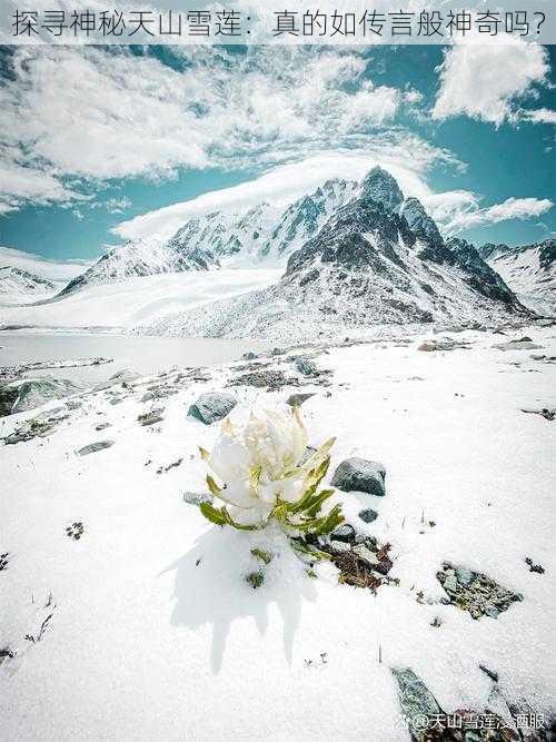 探寻神秘天山雪莲：真的如传言般神奇吗？