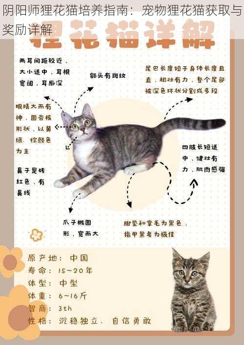 阴阳师狸花猫培养指南：宠物狸花猫获取与奖励详解