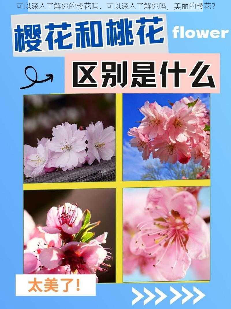 可以深入了解你的樱花吗、可以深入了解你吗，美丽的樱花？