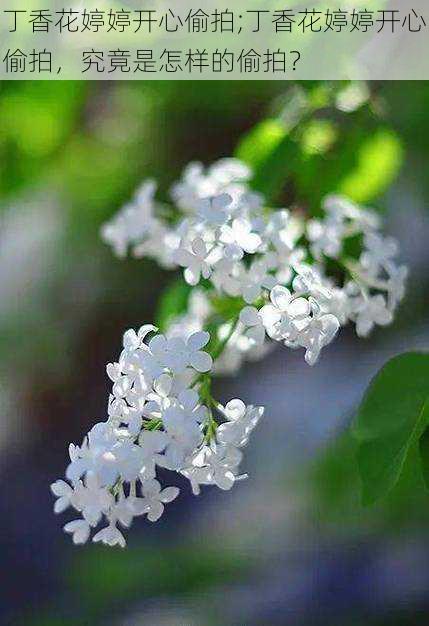 丁香花婷婷开心偷拍;丁香花婷婷开心偷拍，究竟是怎样的偷拍？