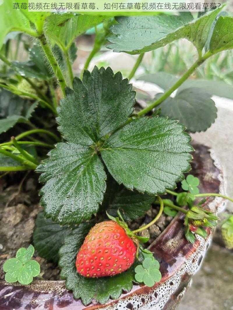 草莓视频在线无限看草莓、如何在草莓视频在线无限观看草莓？