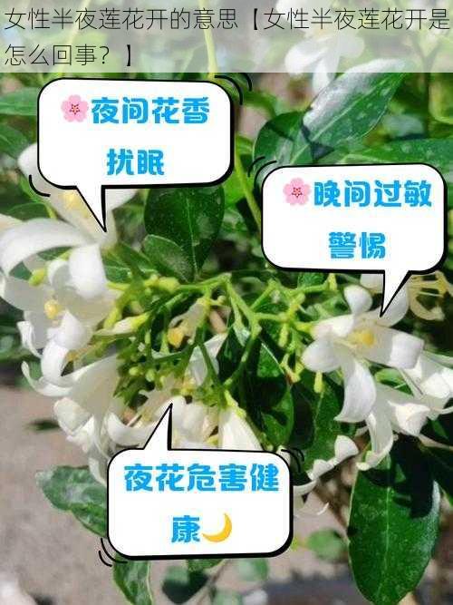 女性半夜莲花开的意思【女性半夜莲花开是怎么回事？】