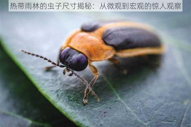 热带雨林的虫子尺寸揭秘：从微观到宏观的惊人观察